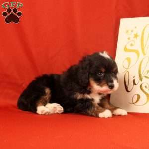 Peppa, Mini Bernedoodle Puppy